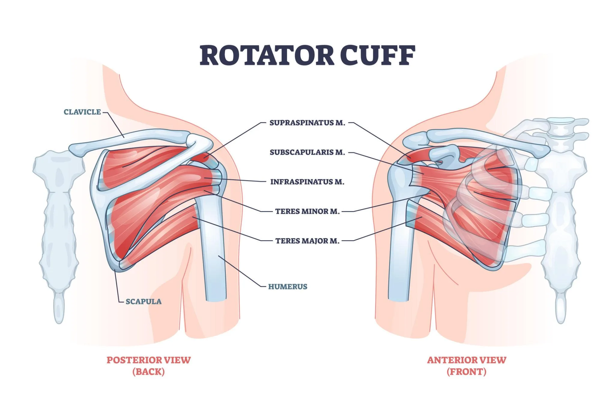 Rotatorcuff-muskulaturen – supraspinatus, infraspinatus, subscapularis og teres minor sett forfra og bakfra