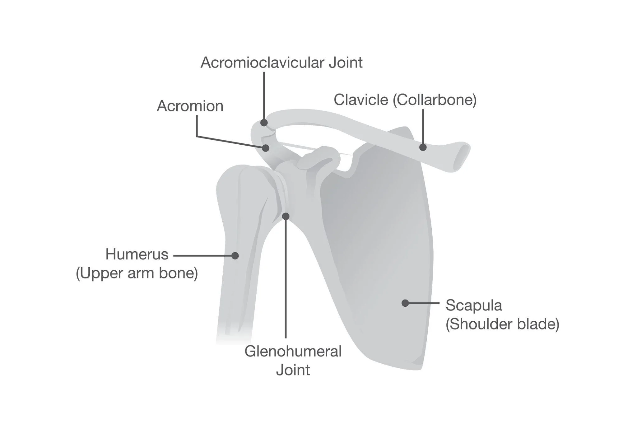 Anatomi av skulderleddet – humerus, scapula, clavicula, acromion og glenohumeral-leddet